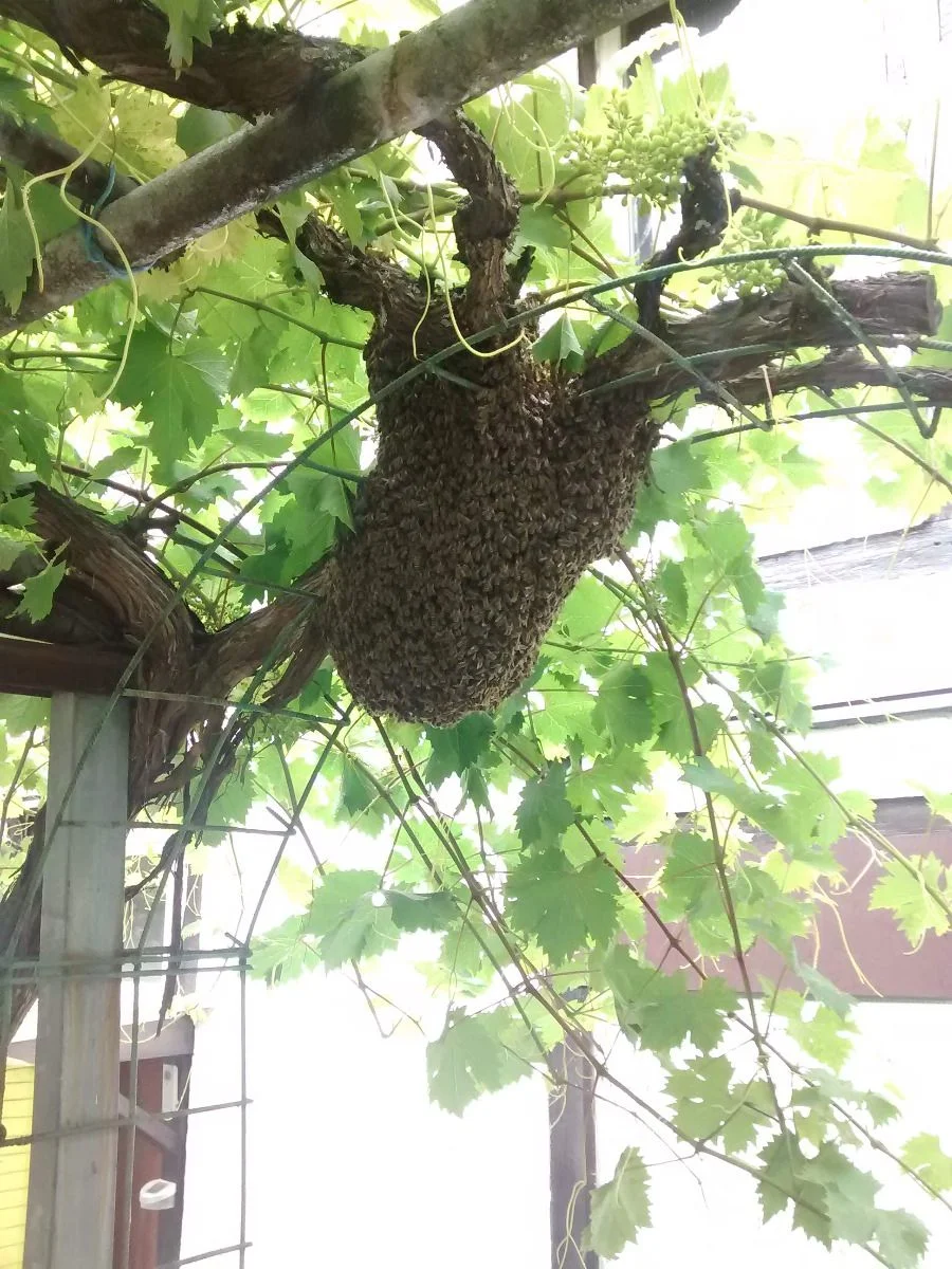 Wir ham jetzt unseren eigenen Bienenschwarm im Garten