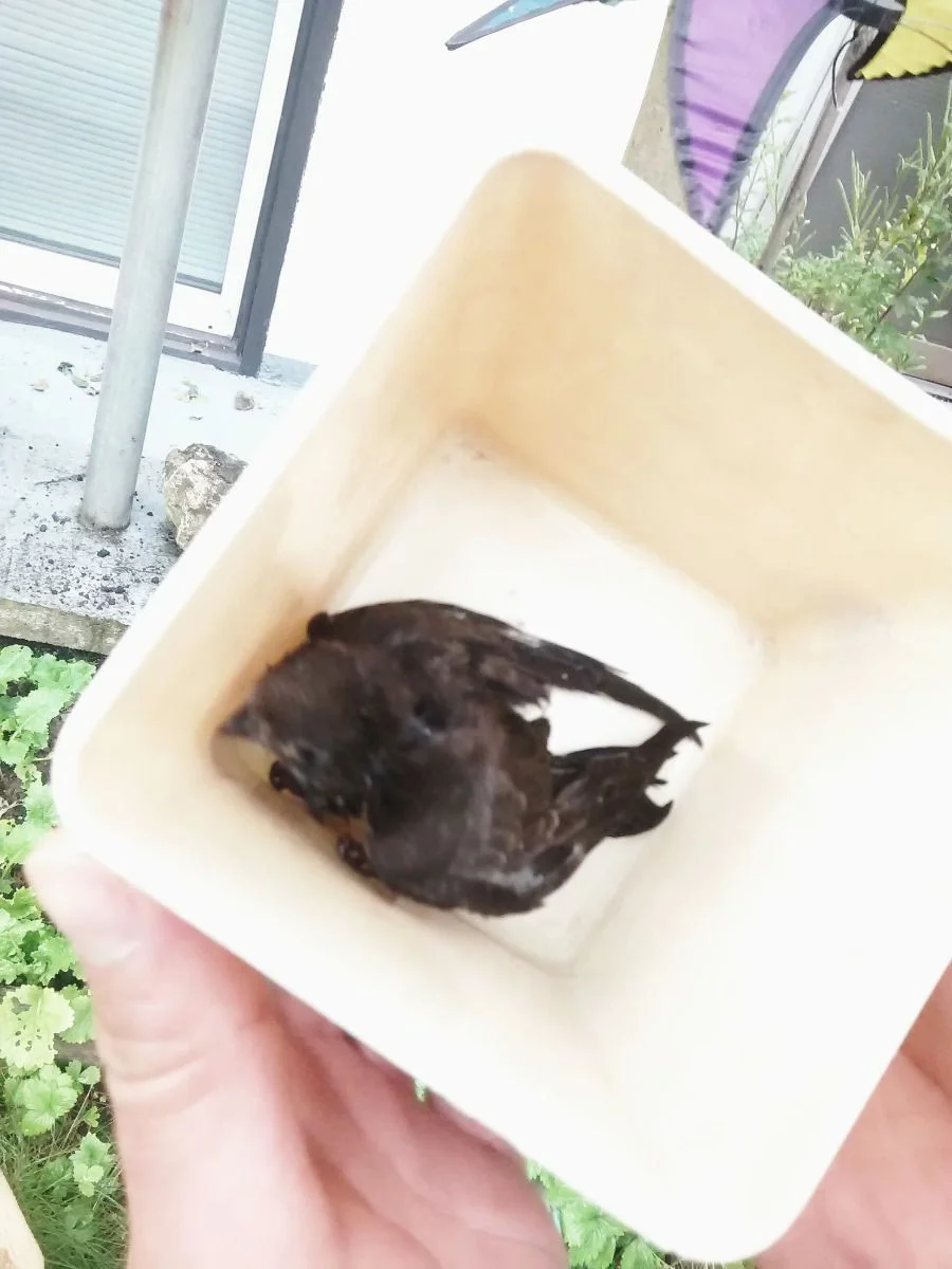 ...und ein Vogelbaby. Wir machen jetzt einen Zoo...