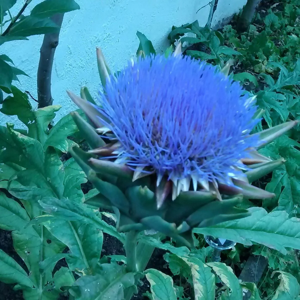 Eine blühende Artischocke - bei uns im Garten