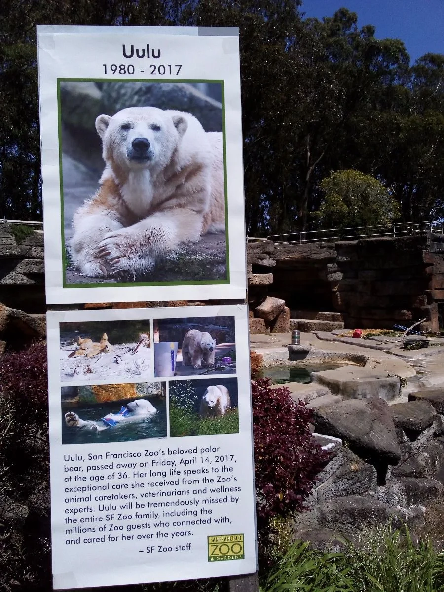 San Francisco Zoo. Der Eisbär konnte nicht mehr warten und ist heute kurz bevor wir kamen  verstorben... #usa2017