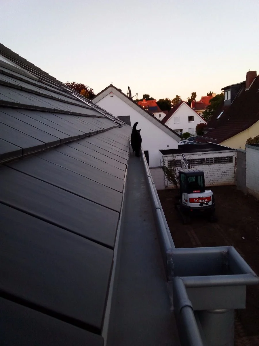 Katze macht sich auf den Weg zum Nachbarn ;)
