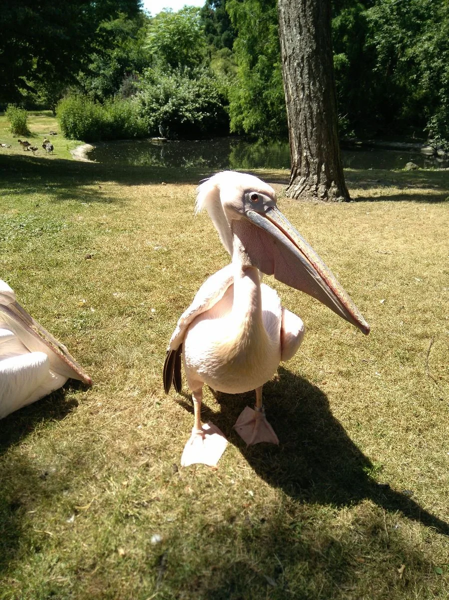 Pelikan #zoo #frankfurt
