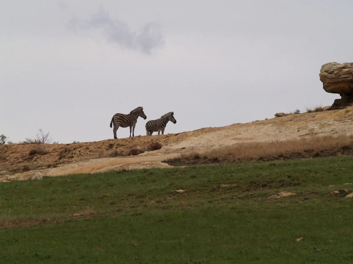 Zebras #suedafrika