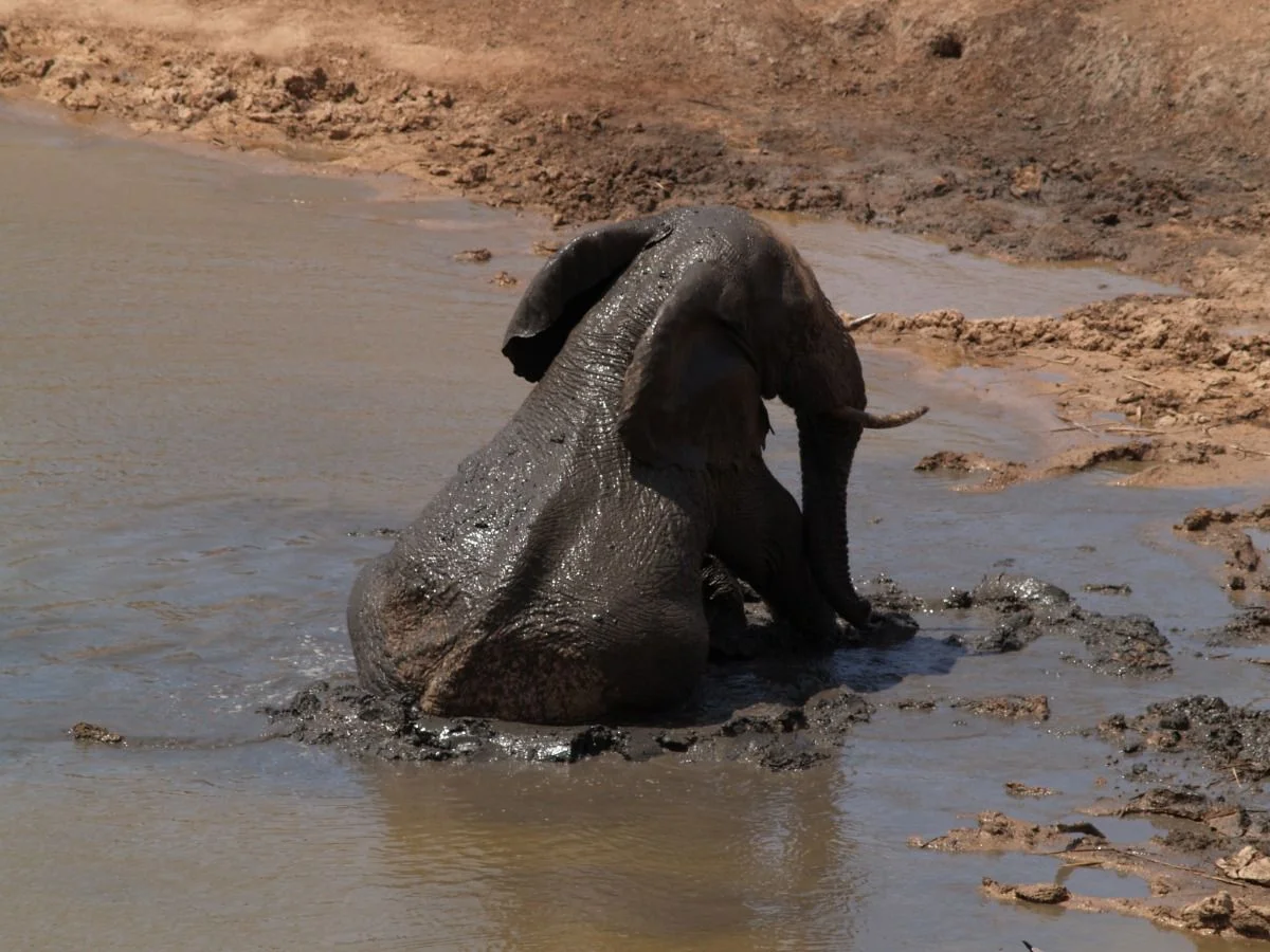 Dumbo badet #suedafrika