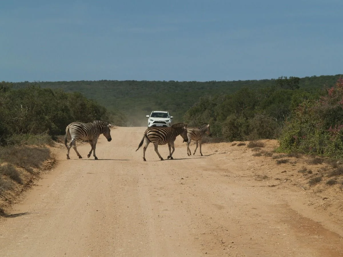 Zebra crossing #suedafrika
