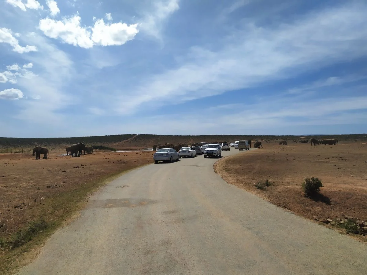Elefanten ohne Ende #suedafrika