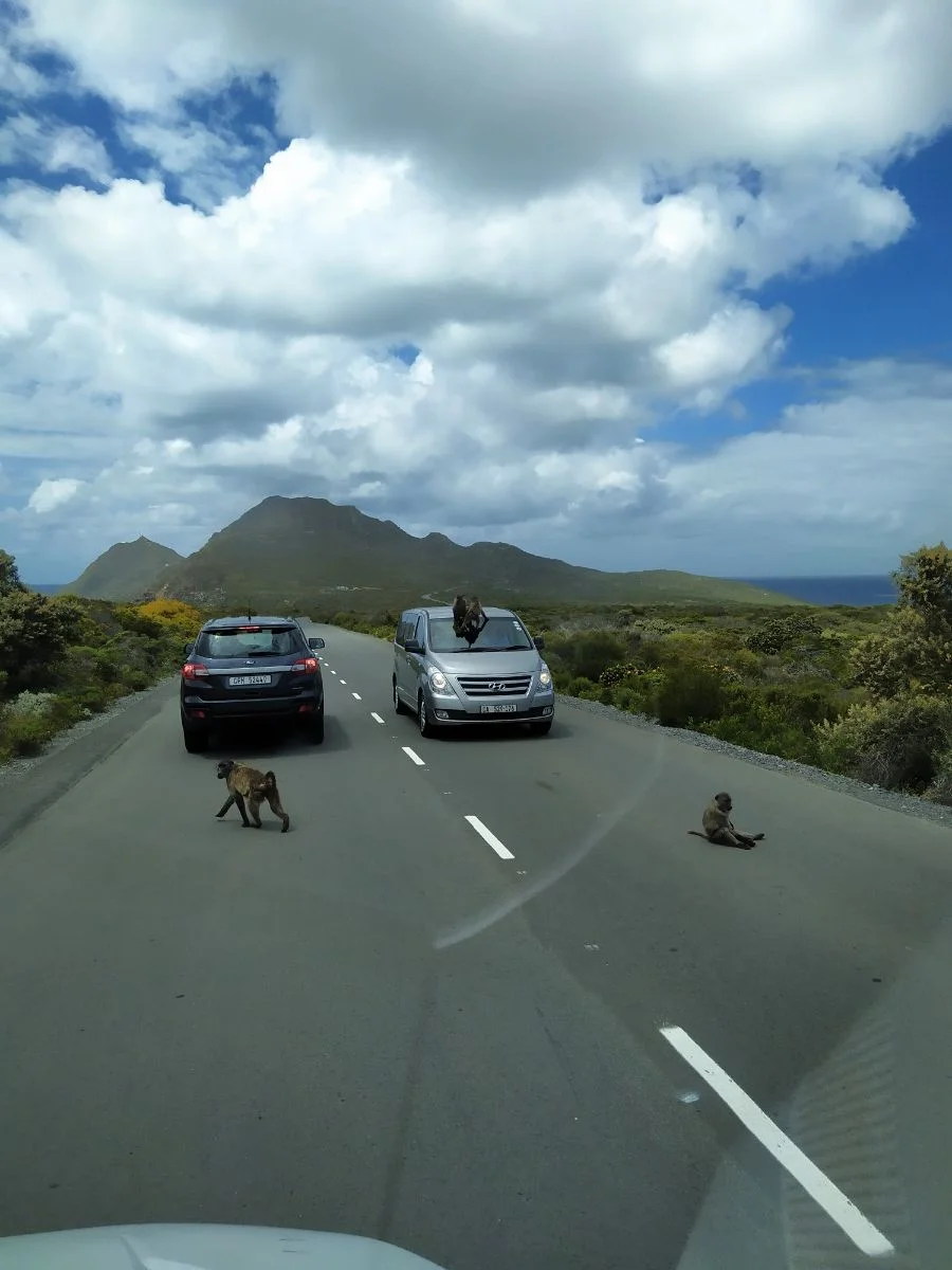 Eine ganz normale Straßensituation #suedafrika2019