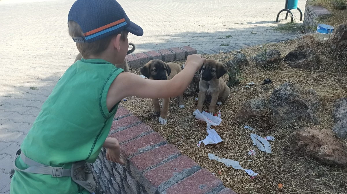 Baby Straßenhunde mit Katzenfutter füttern....