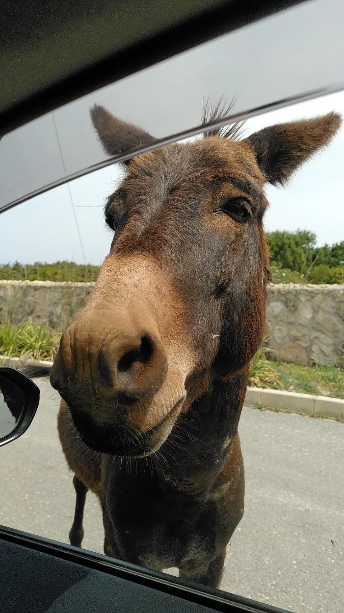 Hallooo, hast du Karotte für mich... #zypern 