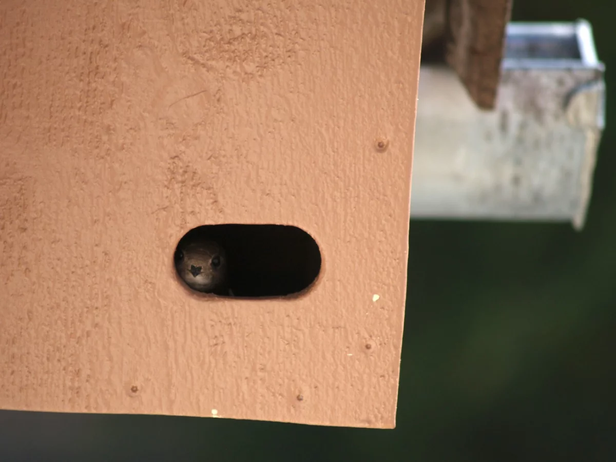Jööö, wer guckt denn da raus? Ich hab mir letzten Spätsommer bei der Reparatur unseres Daches gedacht, es wär eine coole Idee aus diesem Kasten einen Nistkasten für die Mauersegler zu machen, und siehe da: Er wird sofort angenommen. Wie schön...
