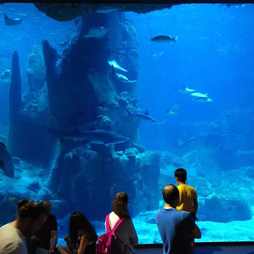 Im Istanbuler Aquarium.