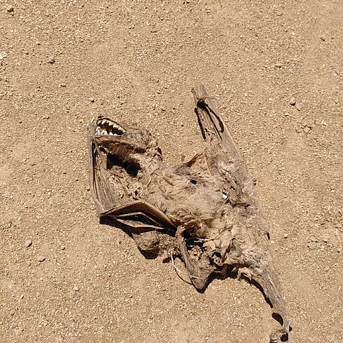 Zumindest einen Zombie haben wir in den Königsgräber von Nea Paphos gefunden #zypern