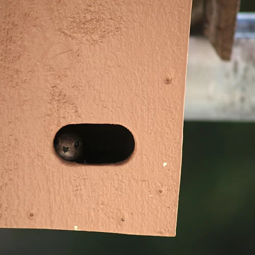 Jööö, wer guckt denn da raus? Ich hab mir letzten Spätsommer bei der Reparatur unseres Daches gedacht, es wär eine coole Idee aus diesem Kasten einen Nistkasten für die Mauersegler zu machen, und siehe da: Er wird sofort angenommen. Wie schön...